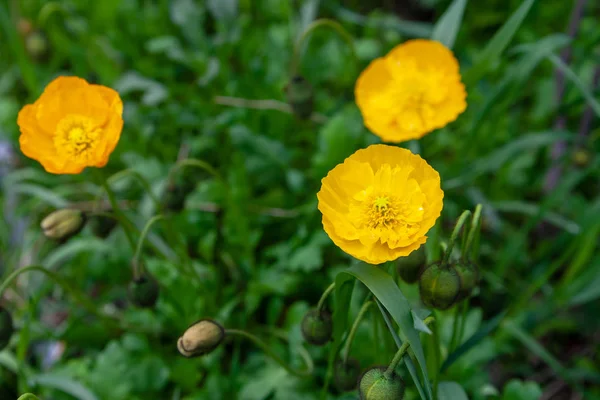 Yellow poppy nudicaule flowers on a blurry background.
