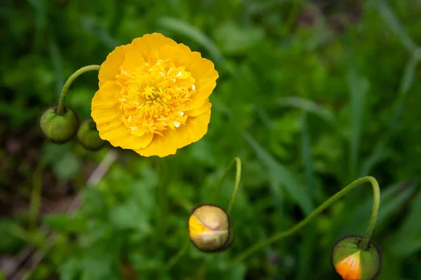 Yellow poppy nudicaule flower on a blurry background. — Stock Photo, Image