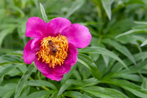 Paeonia Anomala çiçeğindeki arı, yakın çekim. Paeonia anomala çiçek c