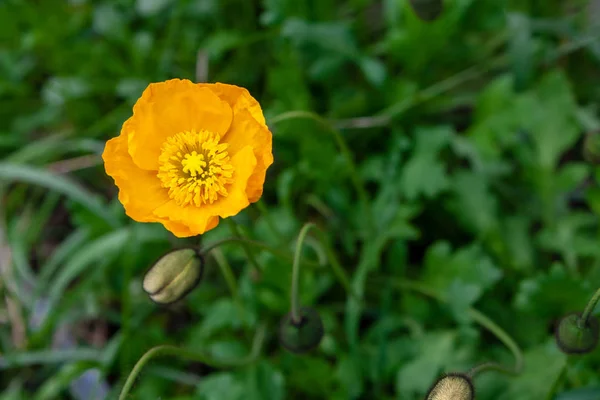 Yellow poppy nudicaule flower on a blurry background.