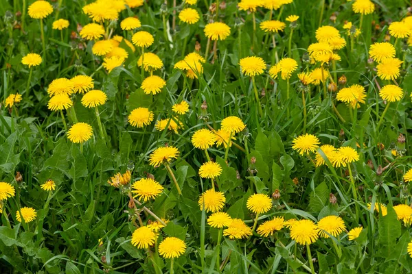 Campo amarelo brilhante de dentes de leão florescentes em um dia de primavera. Grita. — Fotografia de Stock