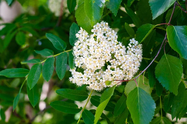 White flowers of mountain ash. Blooming sorbus close-up. Sorbus — Stock Photo, Image