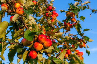 Olgun kırmızı elmalar bir dalda, yakın plan.
