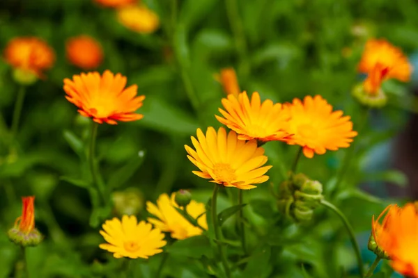 Λαμπερά κίτρινα και πορτοκαλί λουλούδια καλέντουλας σε ένα θολό πράσινο — Φωτογραφία Αρχείου