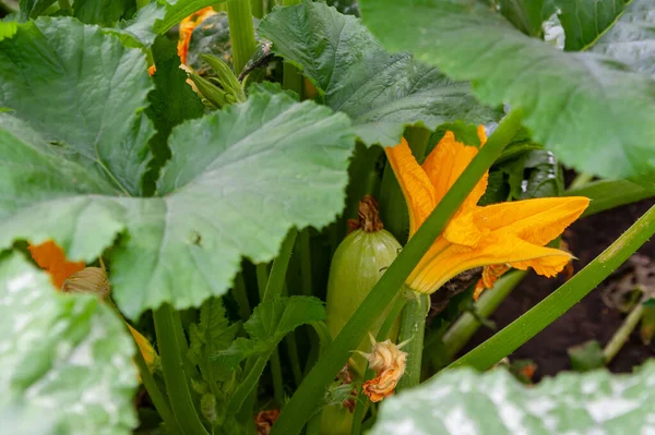 Reifende Zucchini mit Blütenständen, Nahaufnahme im Garten. — Stockfoto