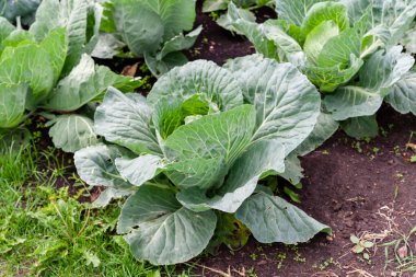 Çiftlikteki lahanaların büyümesi, yakın plan. Lahana yatak..