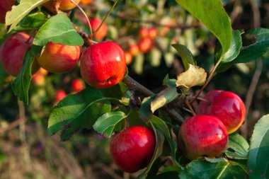 Güneş tarafından aydınlatılmış elma ağacı. Parlak kırmızı elmalar kepekli