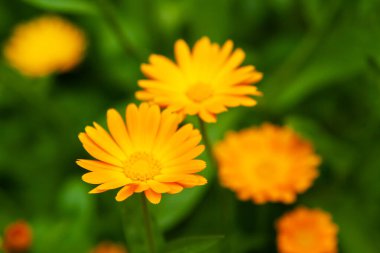 İlaç bitkileri. Calendula 'nın parlak turuncu çiçekleri, yakın plan.