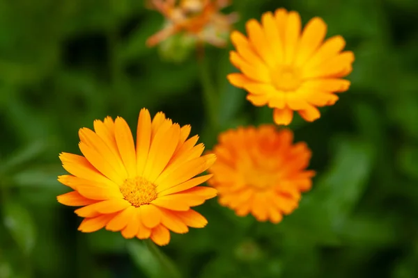 Medicinal plants. Bright orange flowers of calendula, closeup. — ストック写真