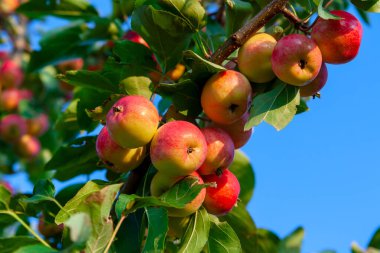 Olgun kırmızı elma dalı yakın tarih.
