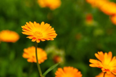 Calendula officinalis, esrar marigold, ruddles, common marigol