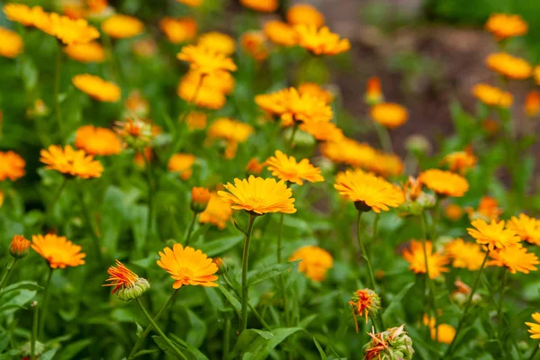 Calendula officinalis, le souci de pot, les bruyères, le souci commun — Photo