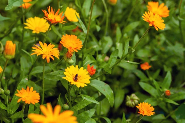 Calendula officinalis, le souci de pot, les bruyères, le souci commun — Photo