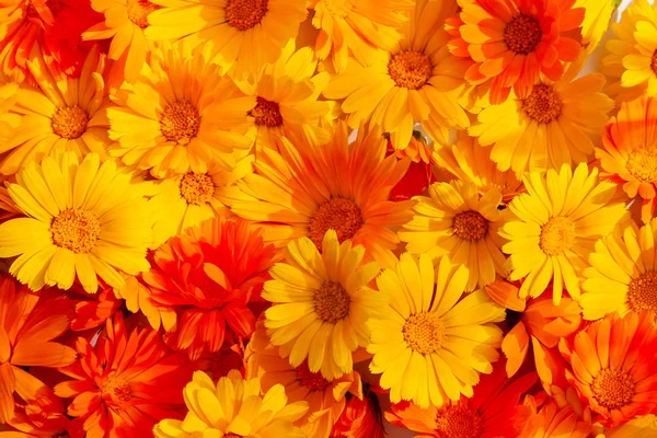 Calendula officinalis, esrar marigold, ruddles, common marigol