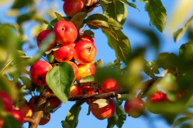 Sonbahar bahçesindeki bir ağaç dalında kırmızı olgun elmalar.