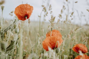 çiçek haşhaş doğa bitkiler