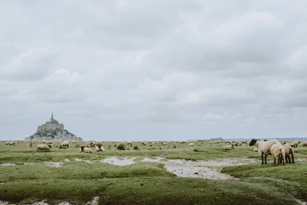 Mont Saint Michel Frankrig Europa - Stock-foto