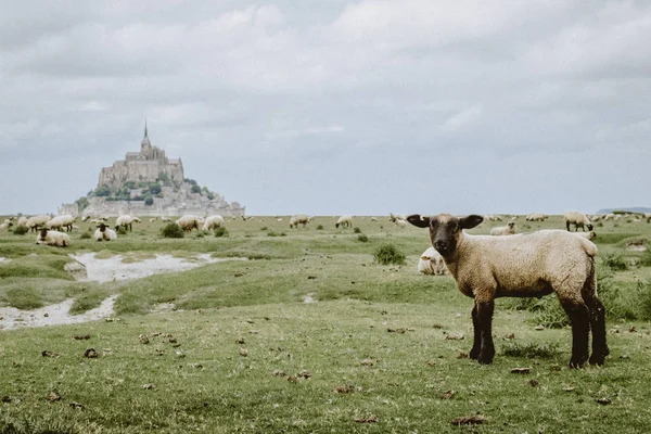 Mont Saint Michel Francia Europa — Foto de Stock