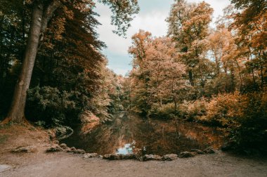 orman doğa bitkiler Nehri