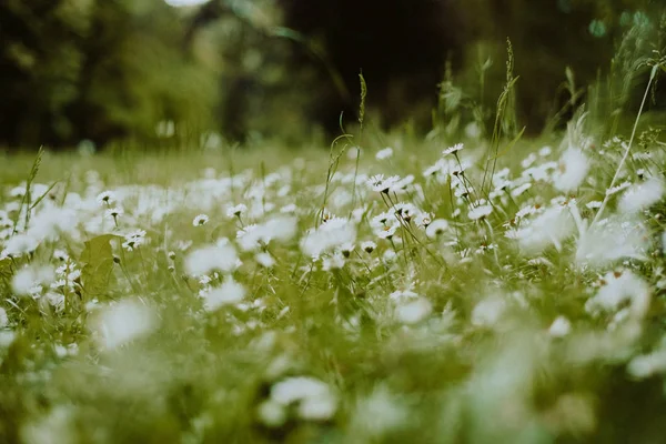 Flowers Forest Nature Plants — Stock Photo, Image