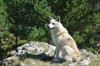 Ormanın içinde dağ köpek