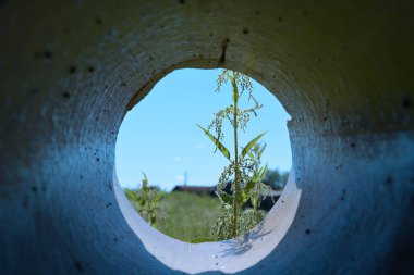 borudan alandaki bitki ısırgan