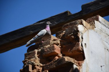 bir kuş yok edilen tuğla ev duvarında