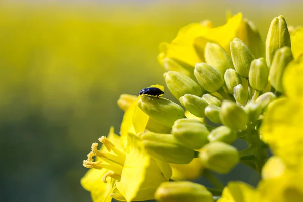 Sarı kolza tohumu çiçek üzerinde tek bir beatle closeup