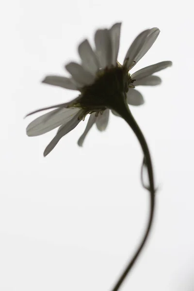 Beyaz arka planda siyah kök ile izole bir destressed beyaz papatya