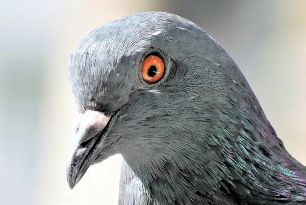 Curieux Beau Pigeon Portrait Oiseau — Photo