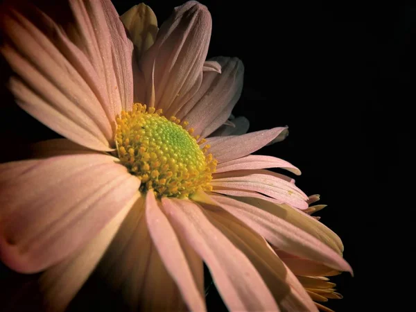 Fleur Chrysanthème Fond Floral — Photo