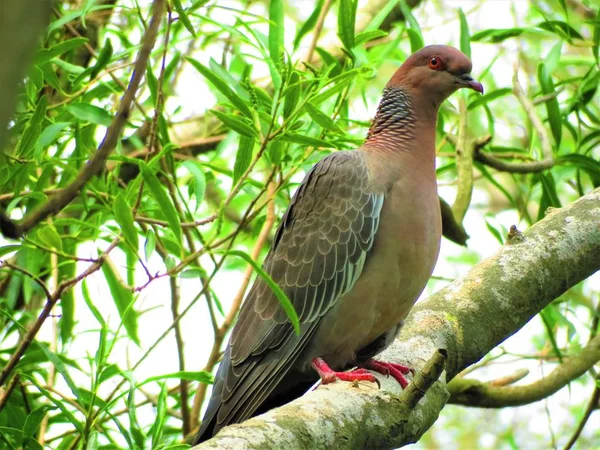 Pombo Madeira Comum Uma Árvore Pássaro Selvagem Columba Palumbus — Fotografia de Stock