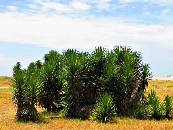 Végétation Naturelle Joshua Yucca Palmier — Photo