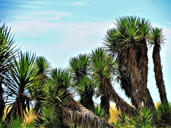 Naturalną Roślinność Joshua Tree Lub Palmy Yucca — Zdjęcie stockowe