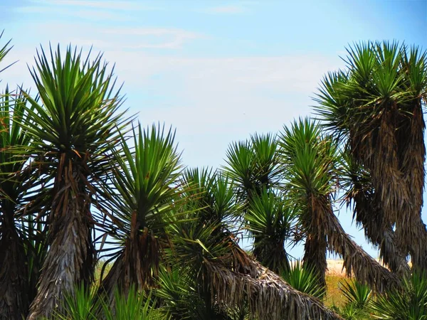 Natural Vegetation Joshua Tree Yucca Palm Tree — Stock Photo, Image