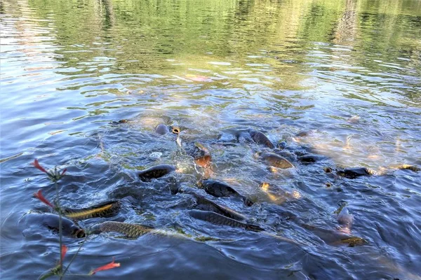 Carpes Poissons Nageant Sur Les Eaux Lac — Photo