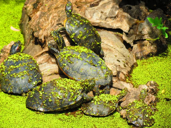 Водные Черепахи Скалах Озера — стоковое фото