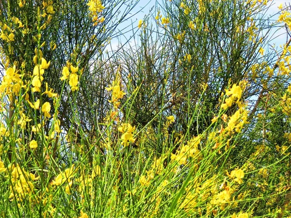 Bush Long Branches Yellow Flowers Blue Sky — Stock Photo, Image