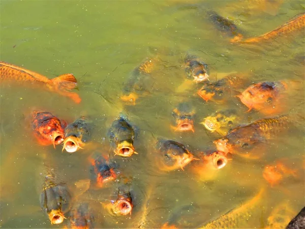 Karpers Vissen Zwemmen Wateren Van Het Meer — Stockfoto