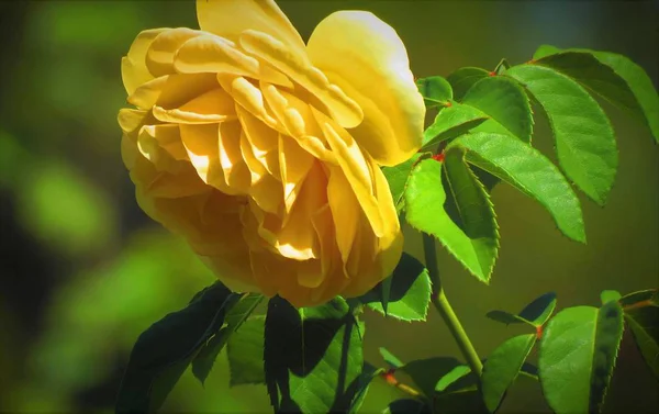 Schöne Gelbe Rose Auf Verschwommenem Hintergrund — Stockfoto