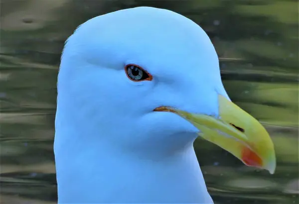 Meeuw Achtergrond Van Water — Stockfoto