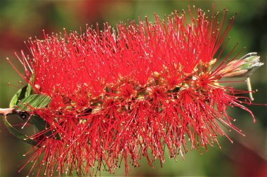 Parkta çiçekli ağaç bahar.