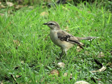 Parkta yiyecek arama serçe. 