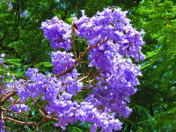 Jacaranda Floração Primavera Parque — Fotografia de Stock