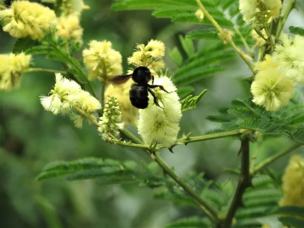 Bumblebee Fluffy Flowers Acacia Caven Tree Aromito Roman Cassie — Stock Photo, Image