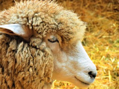 Çiftlikteki koyunlar.