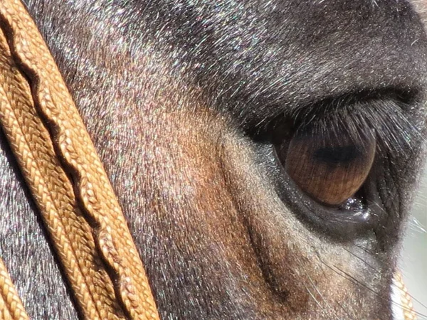 Око Чорного Коня — стокове фото