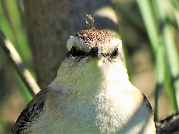 Calandrii Mimus Saturninus Kreda Browed Szyderczy Ptak — Zdjęcie stockowe