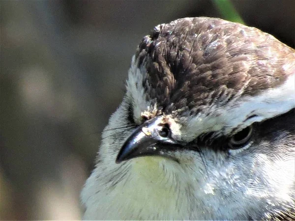 Calandrii Mimus Saturninus Kreda Browed Szyderczy Ptak — Zdjęcie stockowe