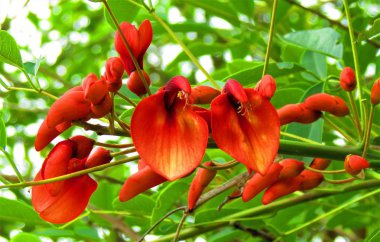 Erythrina crista-galli, cockspur mercan ağacı çiçek. Ceiba çiçekler.